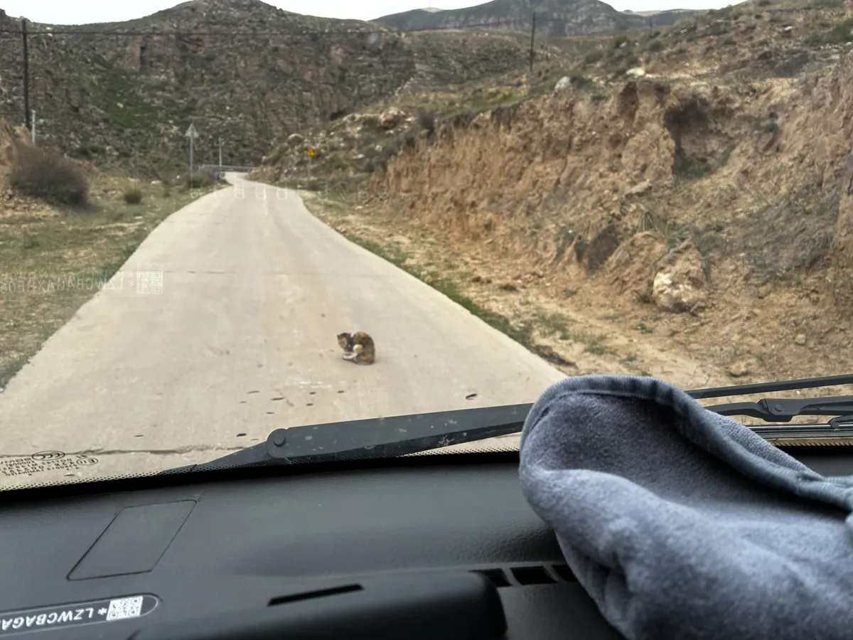 从车里拍的山谷水泥路,路中央蹲着一只小猫,两侧是黄土山坡